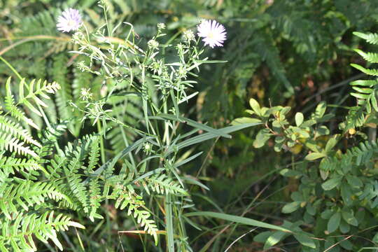 Sivun Symphyotrichum robynsianum (J. Rousseau) L. Brouillet & Labrecque kuva