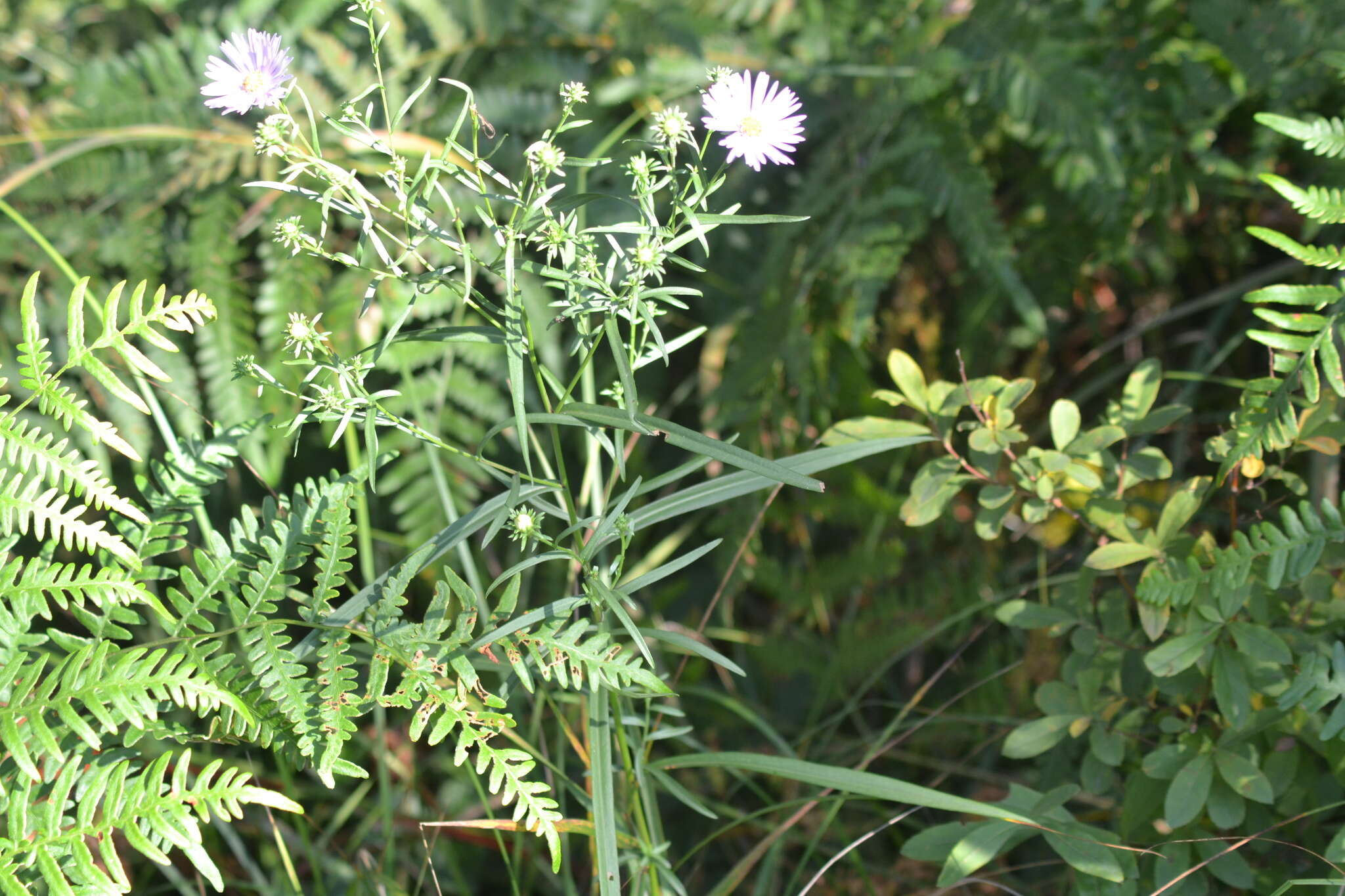 Image of Robyns' American-Aster