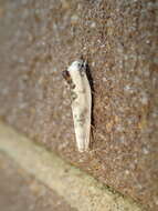 Image of Schlaeger's Fruitworm Moth