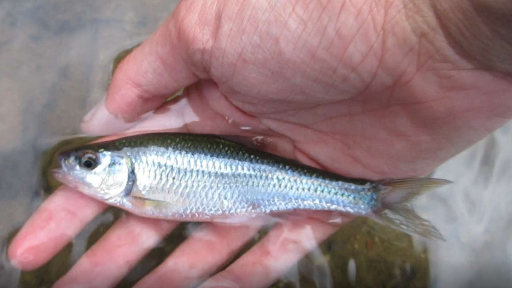 Image of White shiner