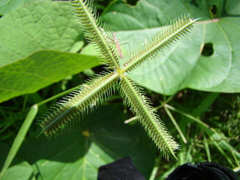 Image of Durban crowfoot grass