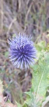 Image de Echinops karatavicus Regel & Schmalh.