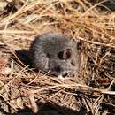 Image of Mexican volcano mouse