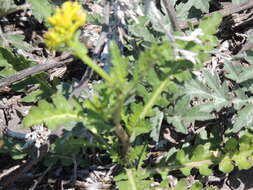 Image of spreading yellowcress