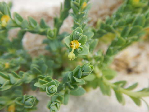 صورة Euphorbia trichotoma Kunth