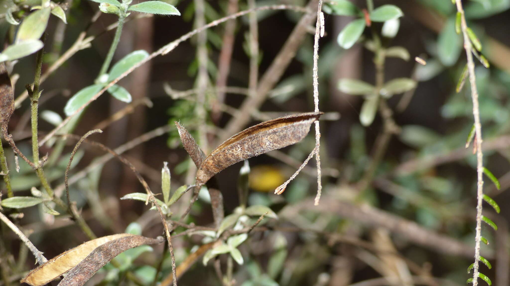 Image of Argyrolobium polyphyllum Eckl. & Zeyh.