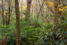 Image of Gray birch