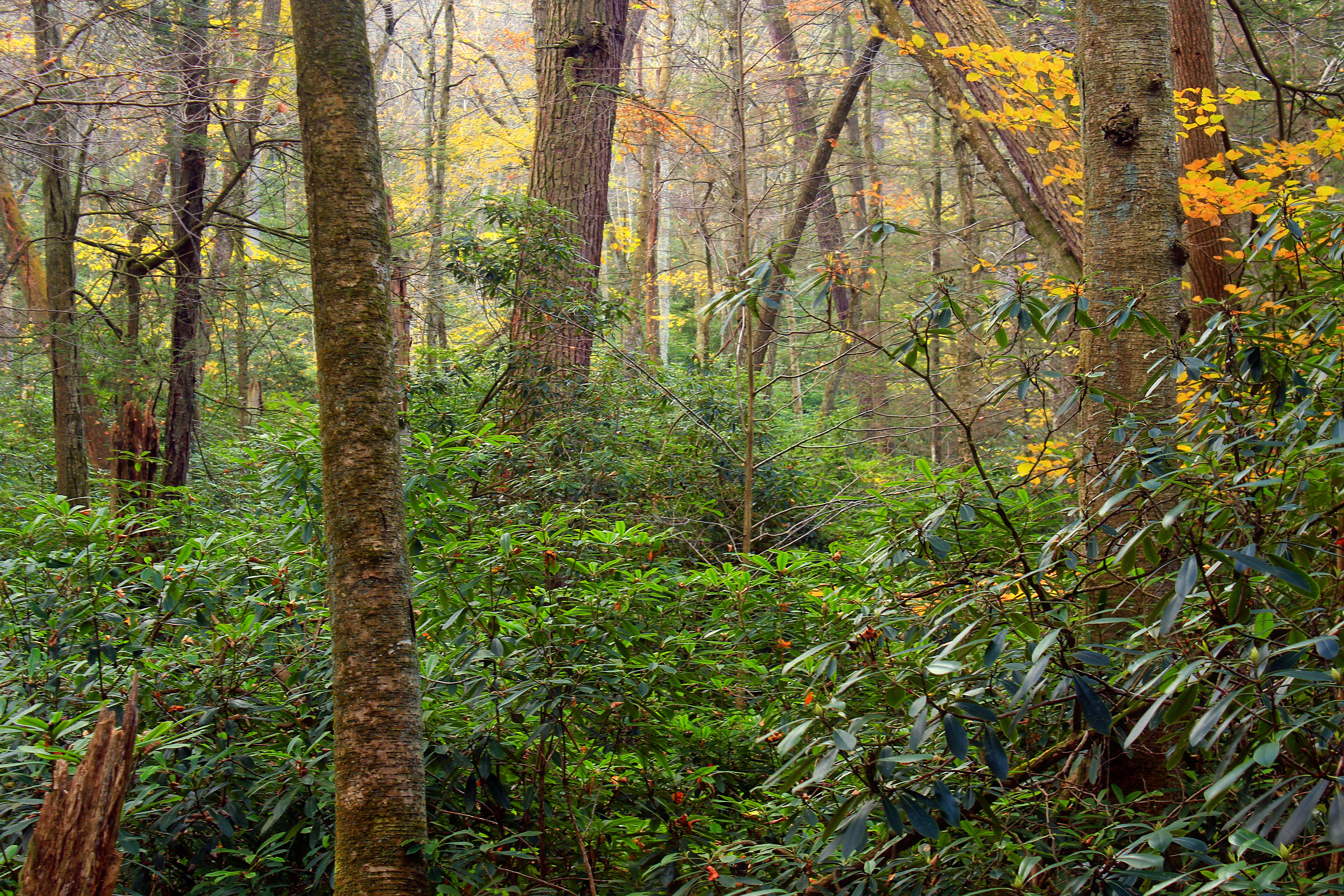 Image of Gray birch