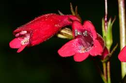 Слика од Penstemon miniatus Lindl.