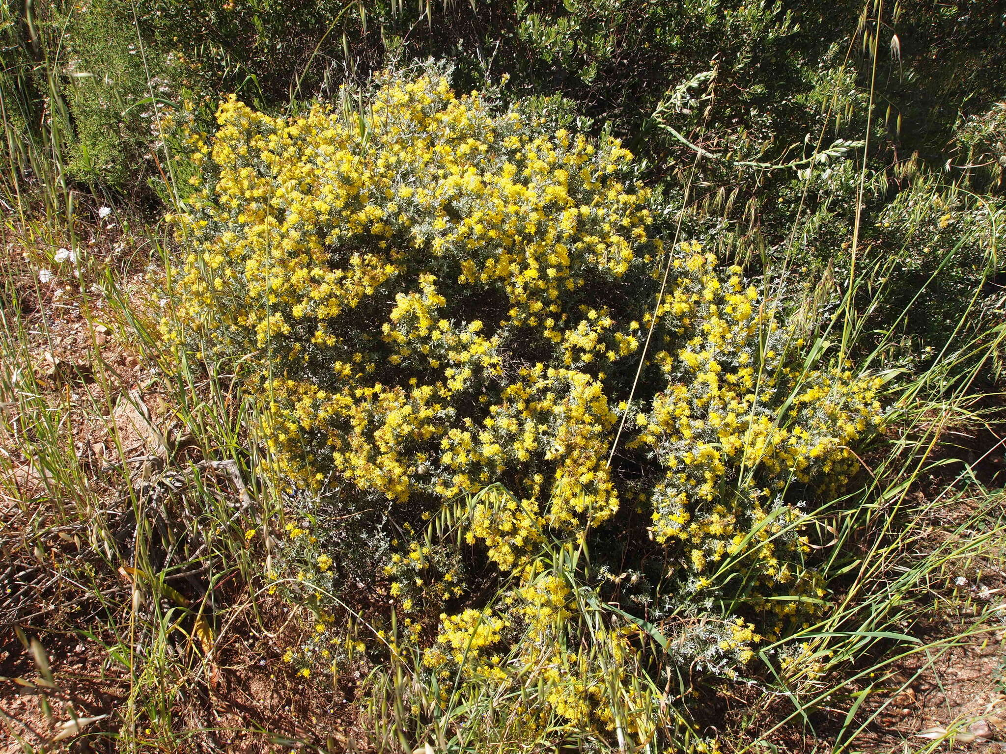 Image of Pteronia incana (Burm. fil.) DC.