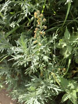 Imagem de Artemisia ludoviciana subsp. incompta (Nutt.) Keck