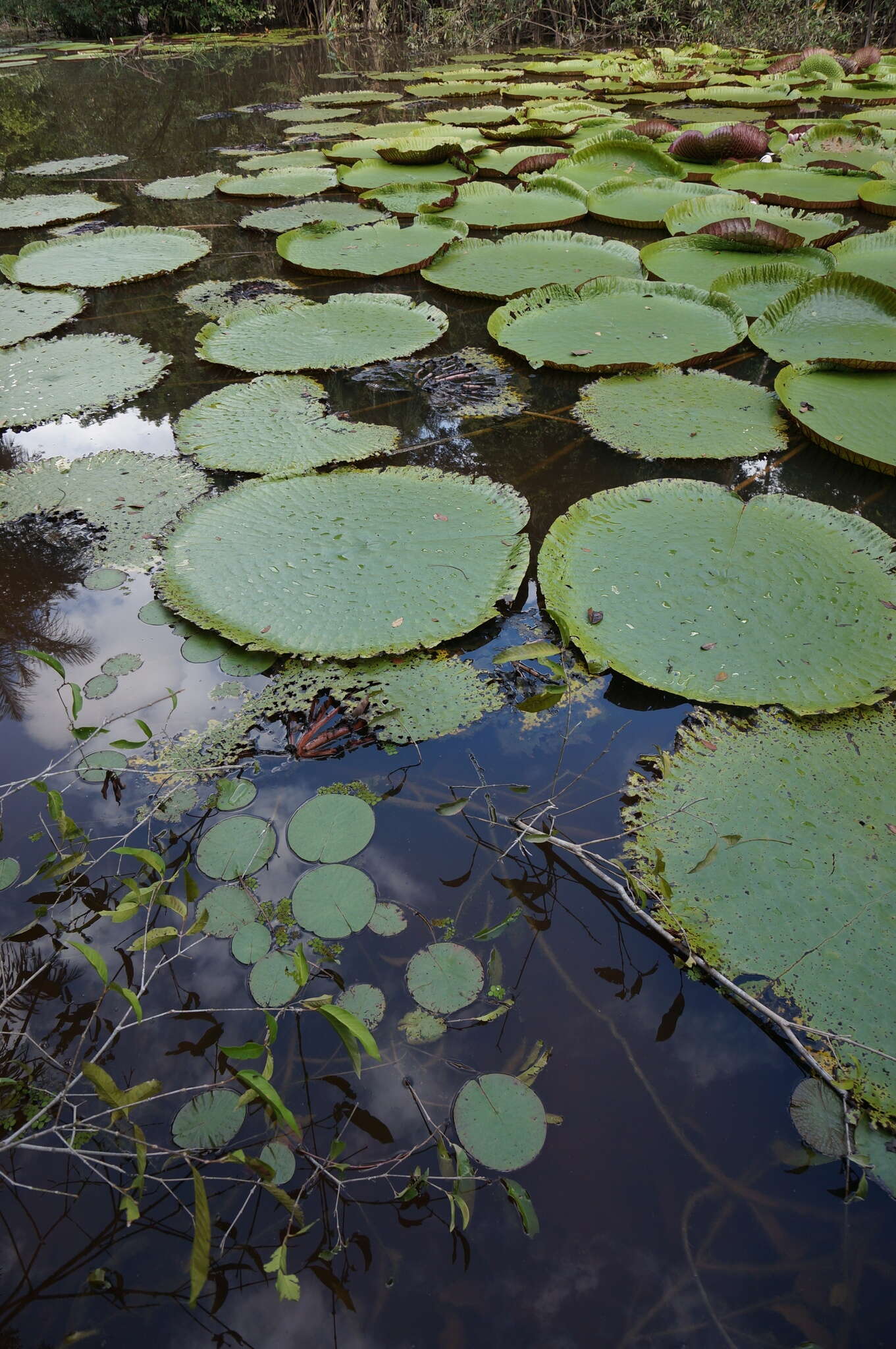 Image of giant waterlily