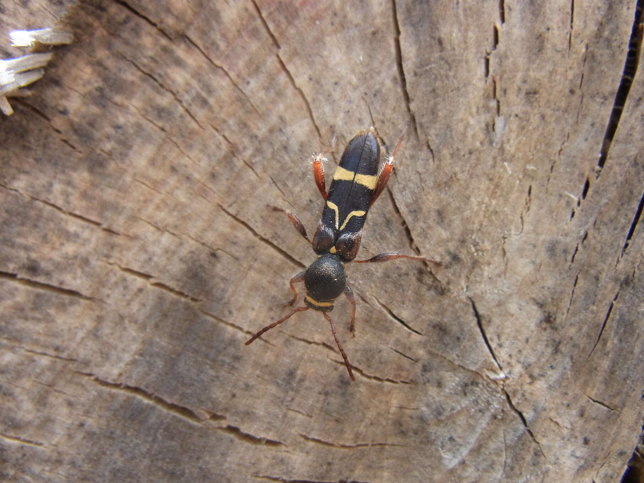 Image of Cyrtoclytus caproides (Bates 1873)