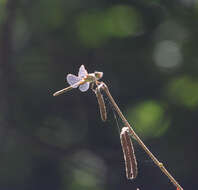 Image of <i>Sympetrum <i>striolatum</i></i> striolatum