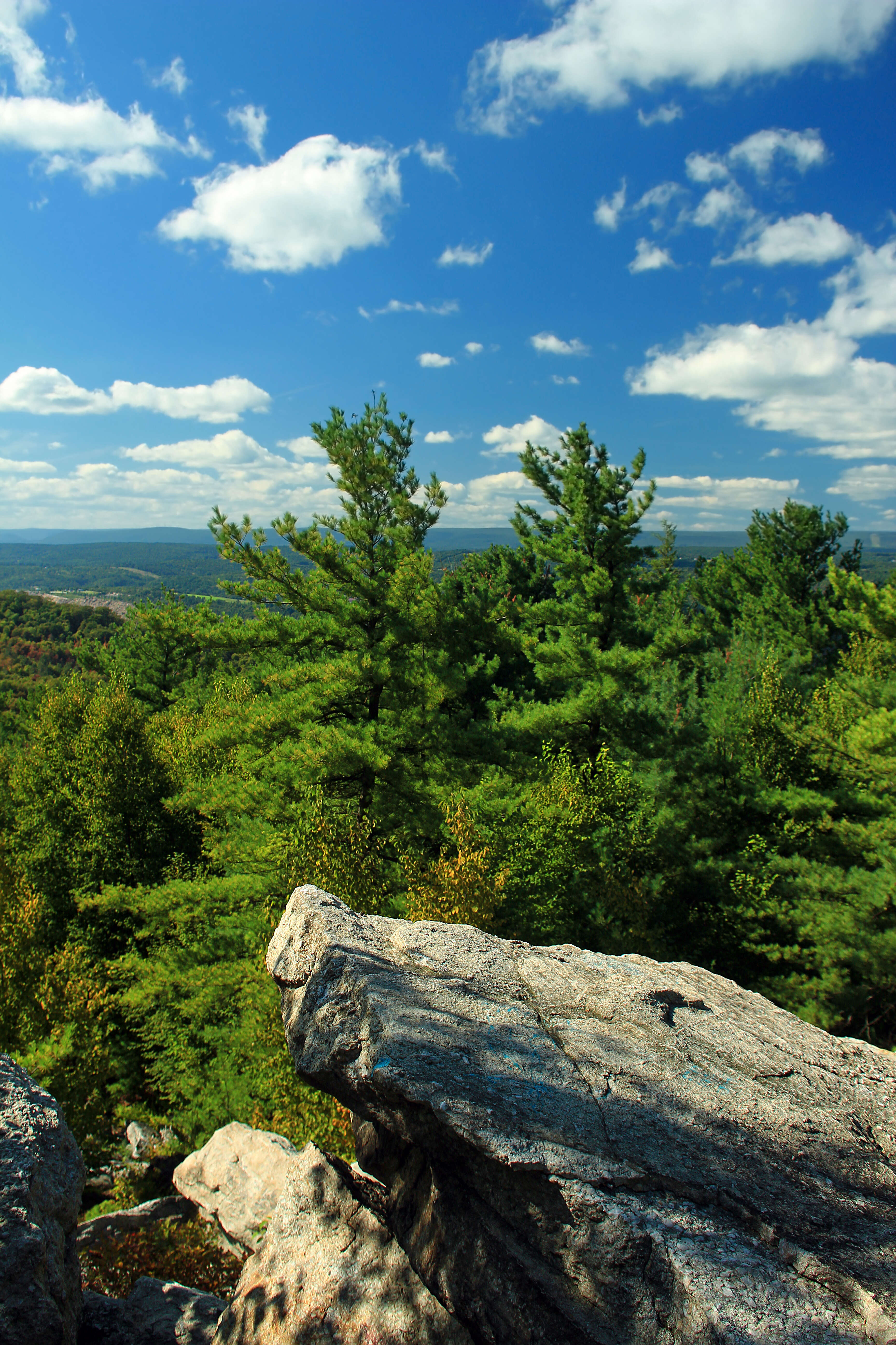 Image of eastern white pine