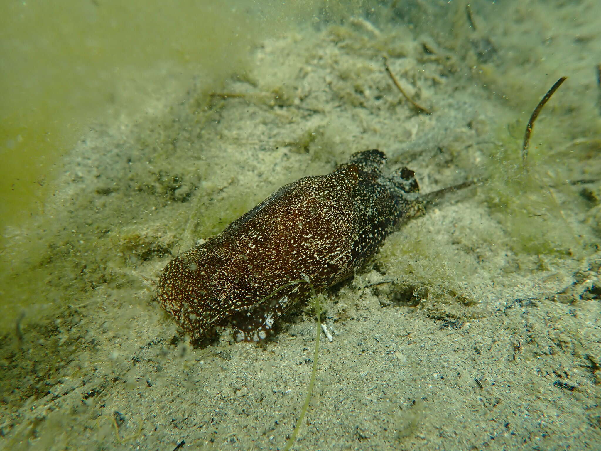 Image of Philinopsis troubridgensis (Verco 1909)