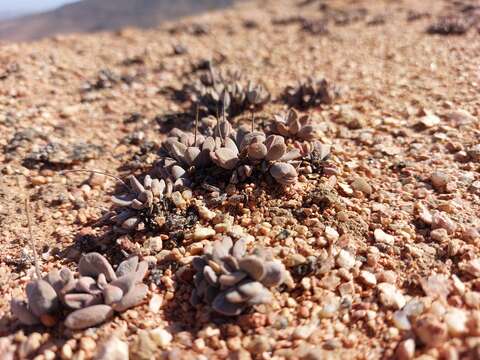 Image of Crassula namaquensis Schönl. & Baker fil.