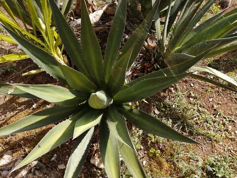 Image of Agave angustiarum Trel.