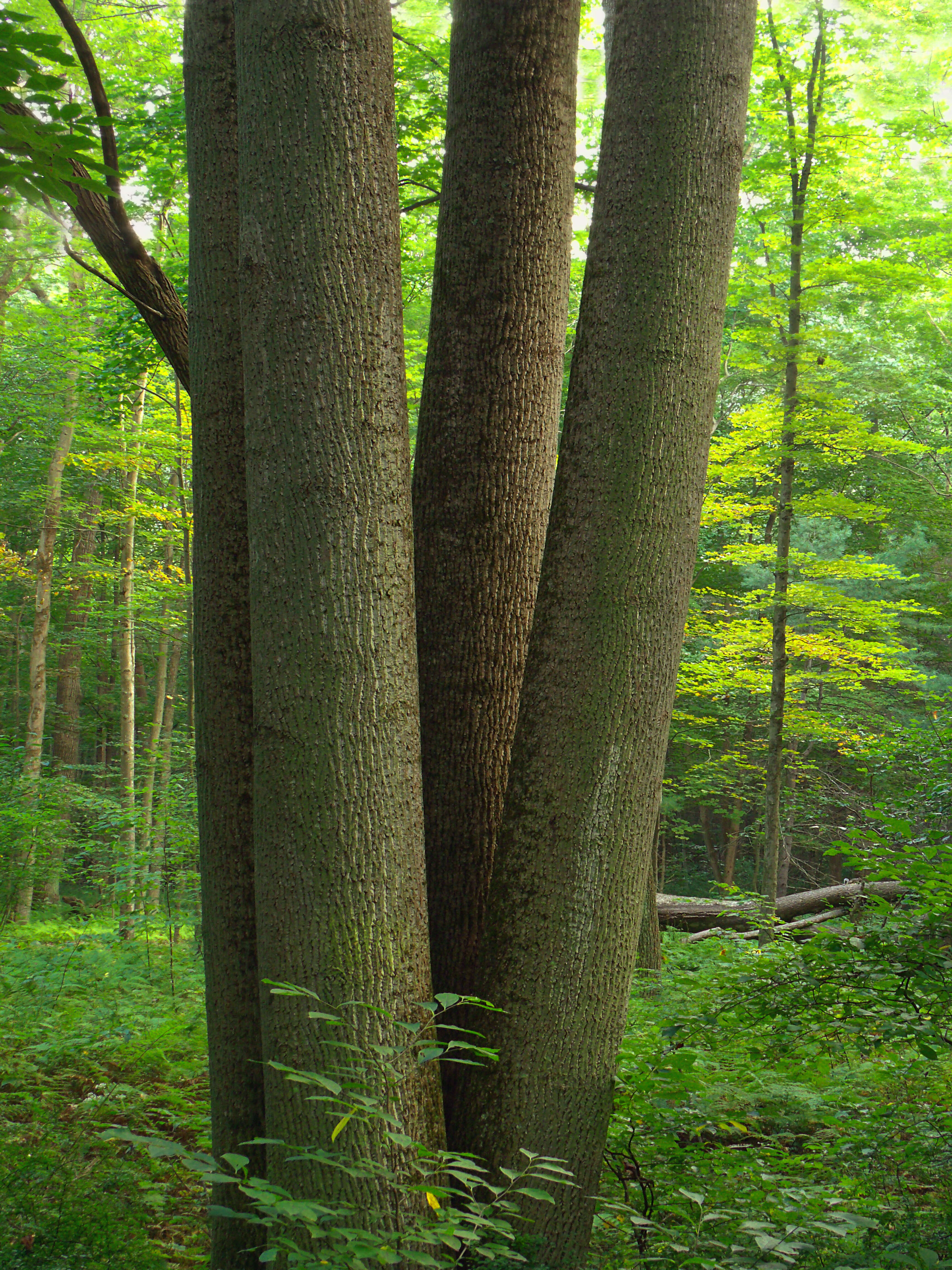 Image of American Basswood