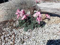 Image of Dicentra peregrina (Rudolph) Makino