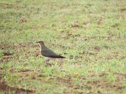 Image of Black-winged Pratincole