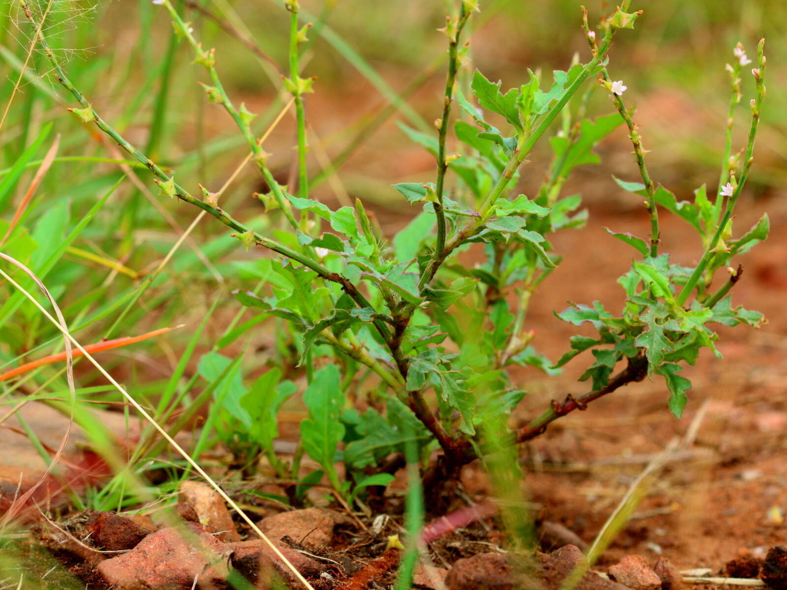 Image of Star stalk