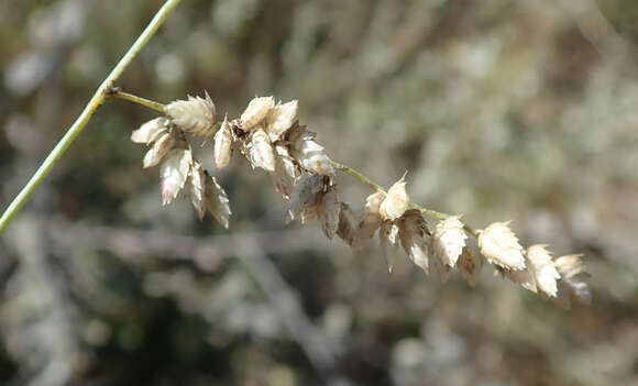 Image of African lovegrass