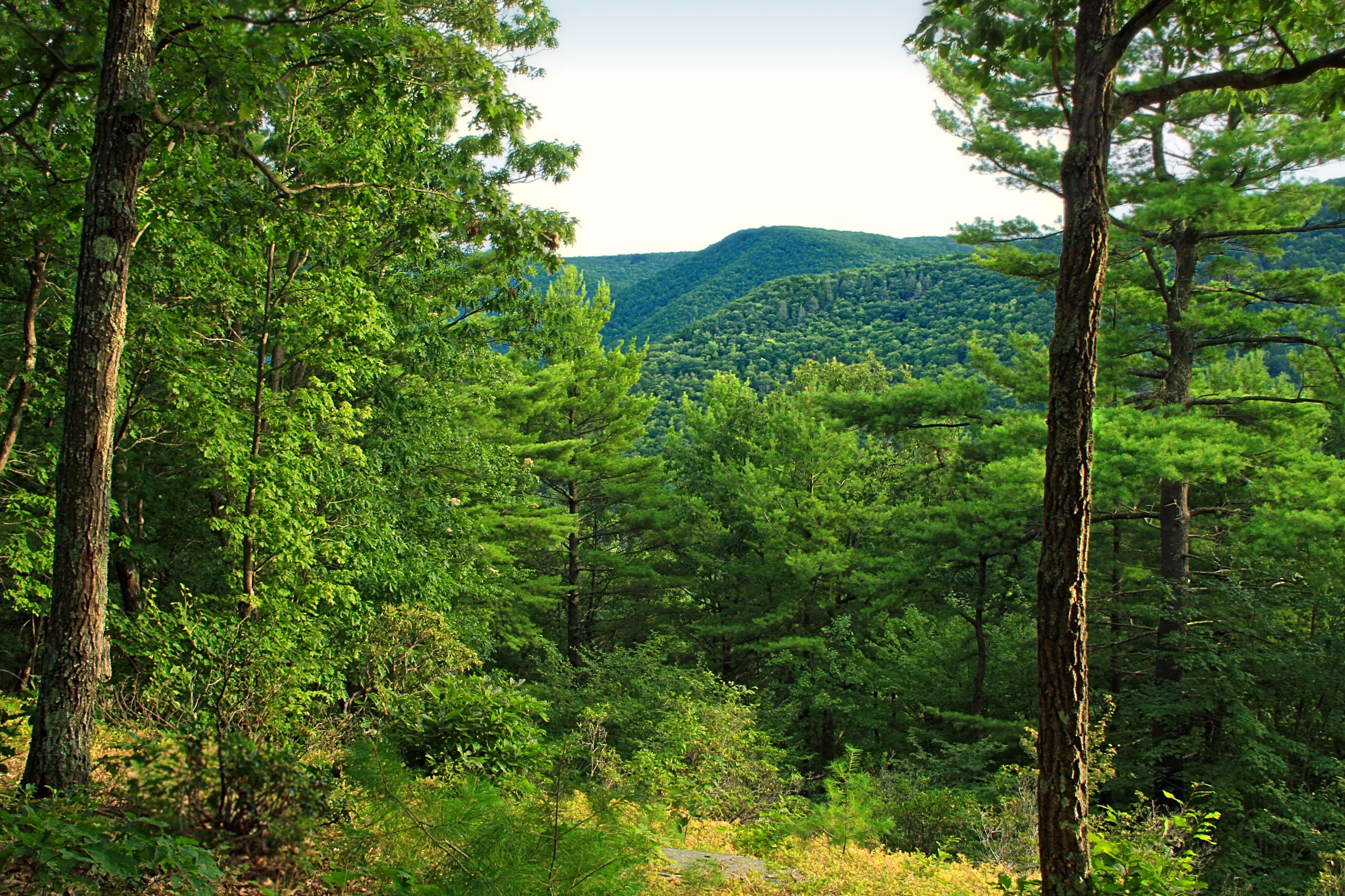 Image of eastern white pine