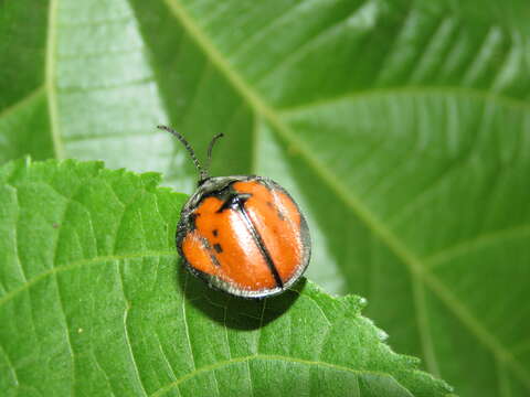 Discomorpha (Discomorpha) languinosa (Boheman 1850)的圖片