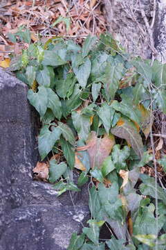 Image of Arizona milkvine