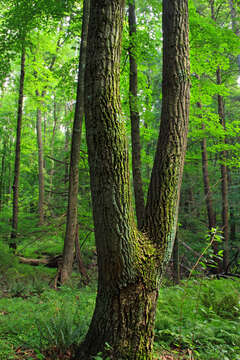 Слика од Quercus montana Willd.