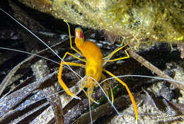 Image of golden coral shrimp