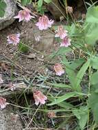 Trifolium kingii subsp. dedeckerae (J. M. Gillett) D. Heller的圖片