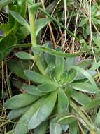 Image of Echeveria bicolor (Kunth) Walther