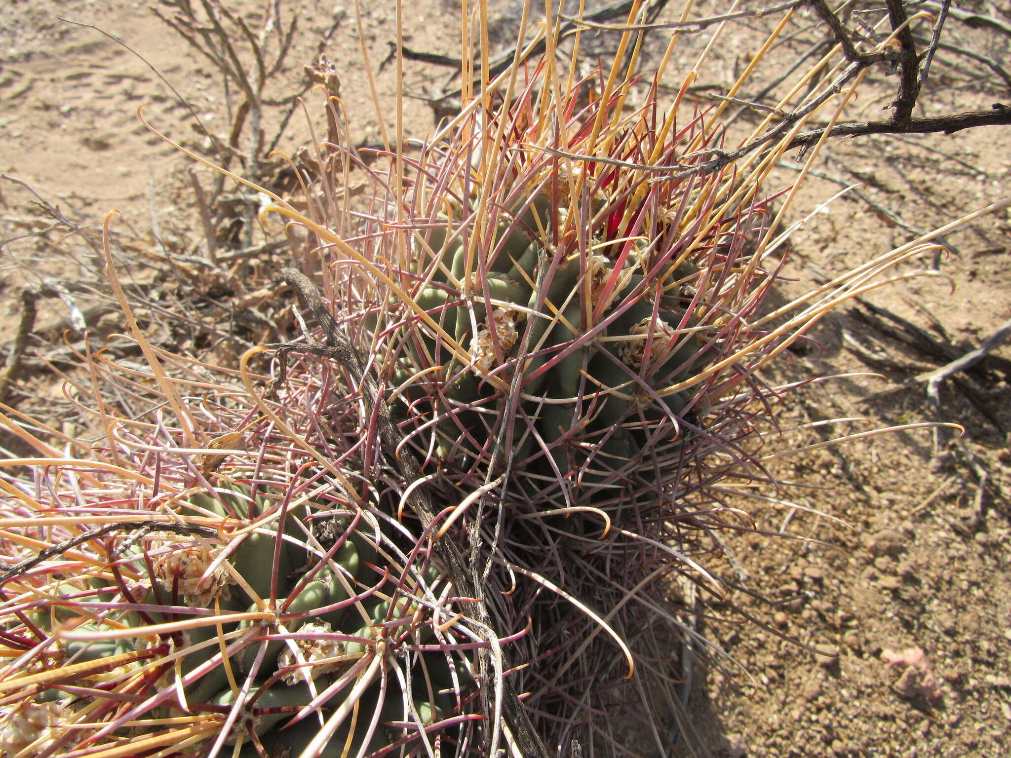 Image of Chihuahuan Fishhook Cactus