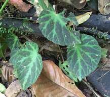 Image of Begonia turrialbae Burt-Utley & Utley