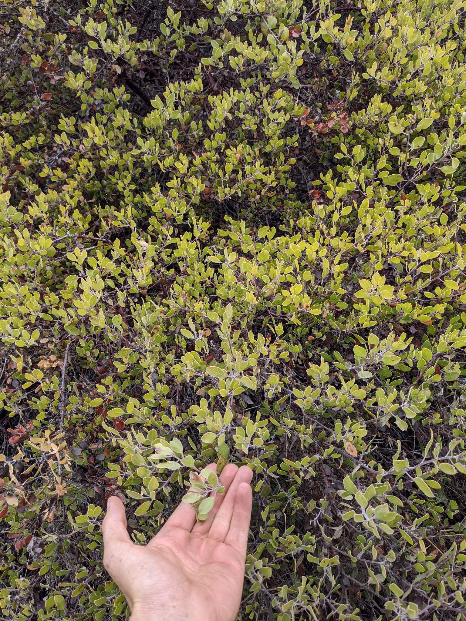 Image of Hooker's manzanita