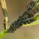 Image of Aphis (Aphis) farinosa Gmelin & J. F. 1790