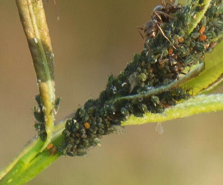 Image of Aphis (Aphis) farinosa Gmelin & J. F. 1790