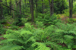 Image of Osmundastrum cinnamomeum Presl