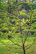 Image of American Larch