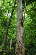 Image of Gray birch