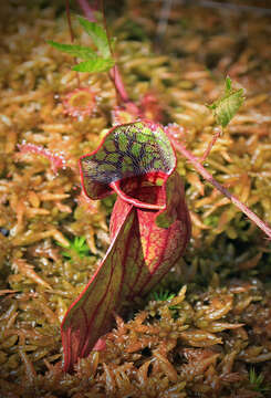 Image of purple pitcherplant