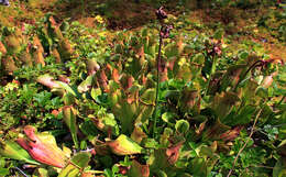 Image of purple pitcherplant