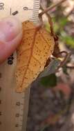 Imagem de Lasiopetalum ferrugineum var. cordatum Benth.