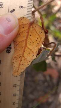 Imagem de Lasiopetalum ferrugineum var. cordatum Benth.