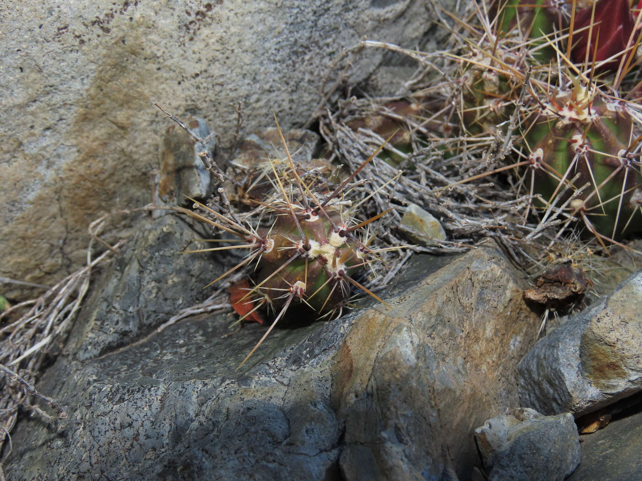 Image of Austrocactus spiniflorus (Phil.) F. Ritter