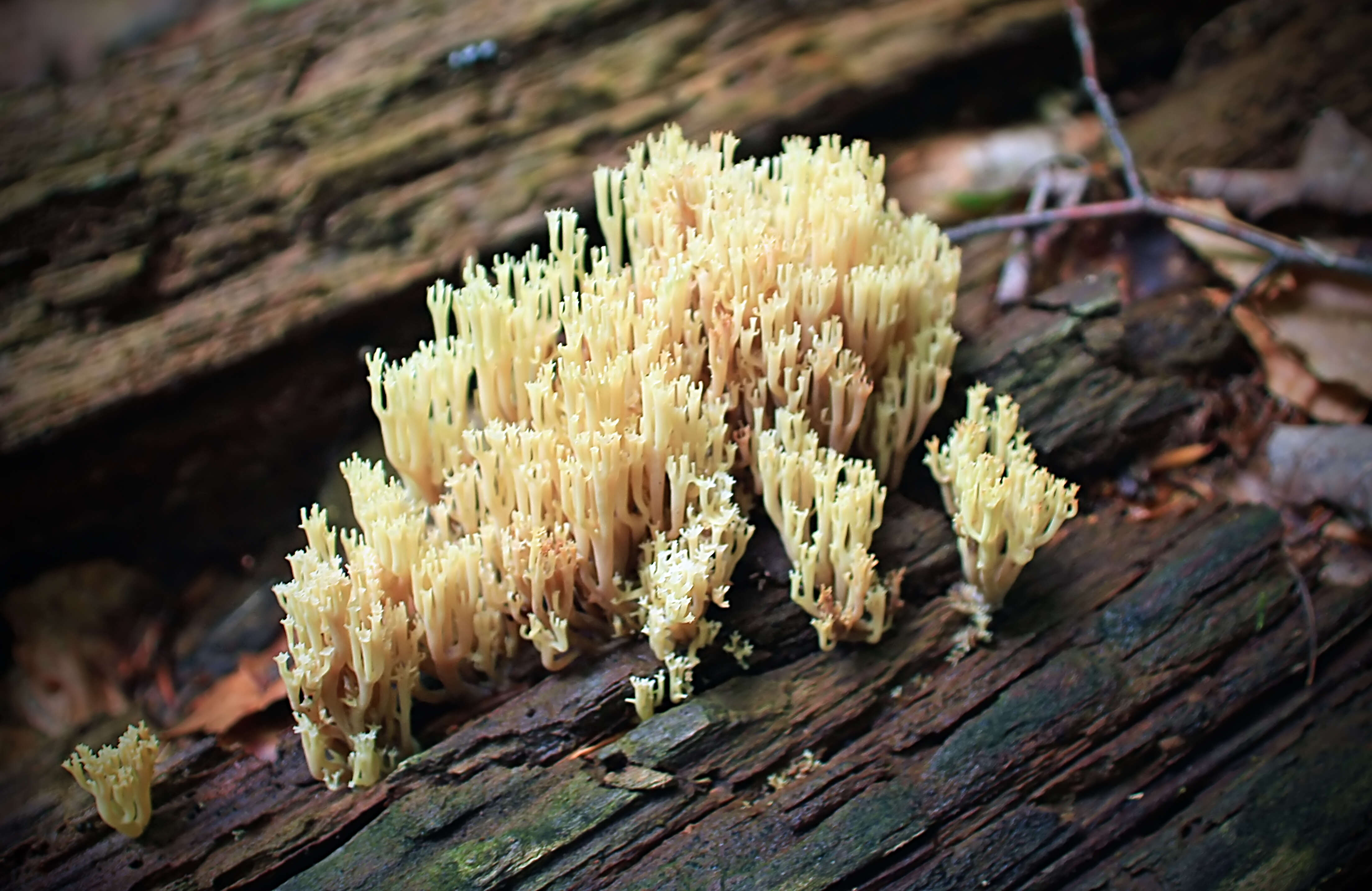 Image of Artomyces pyxidatus (Pers.) Jülich 1982