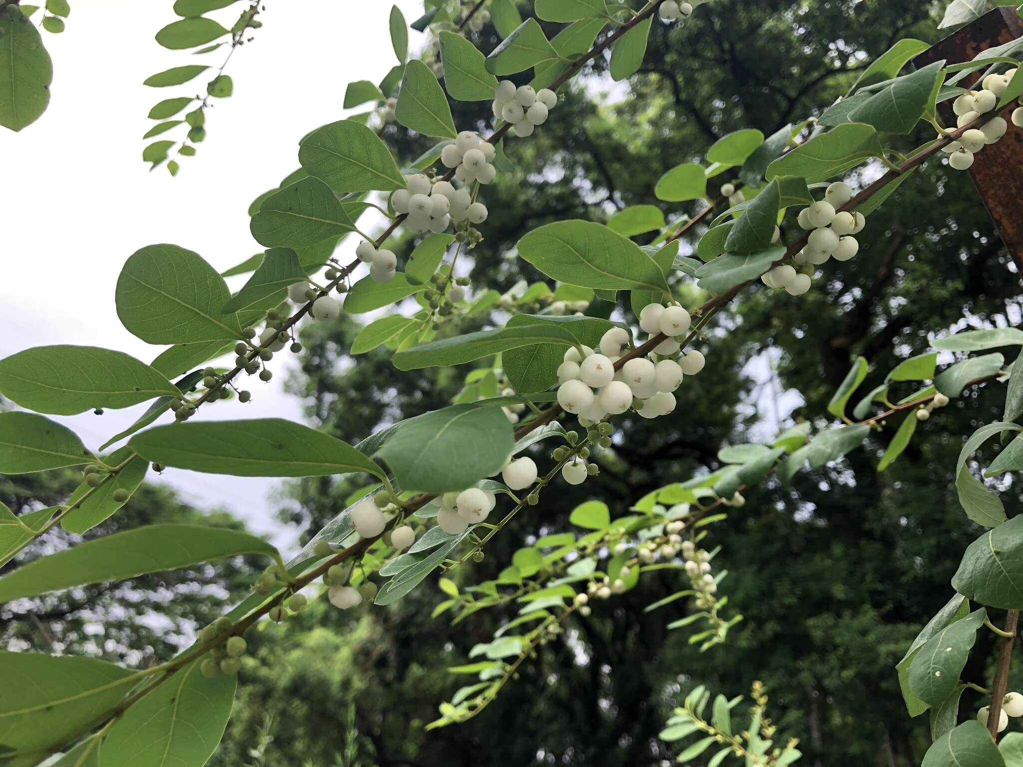 Image of White berry bush