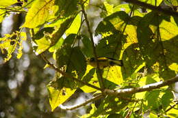 Plancia ëd Myioborus ornatus (Boissonneau 1840)